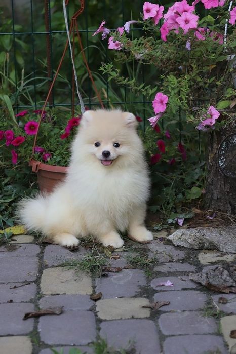 Шпіц хлопчик ведмедик