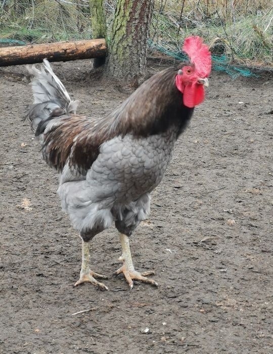 Jaja lęgowe mixy...Marans, Wyandotta, Włoszka, Araukana, Ayam Cemani
