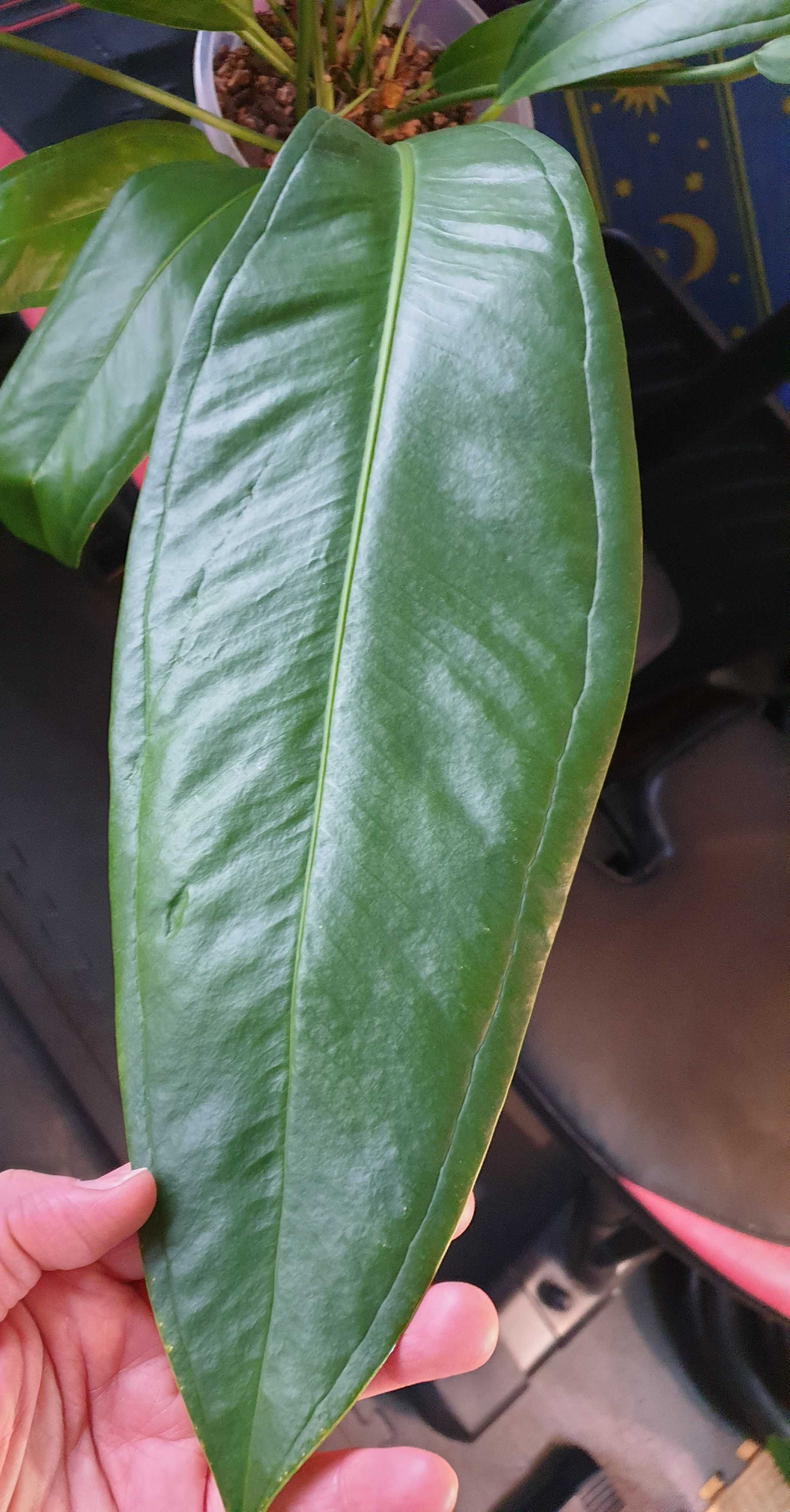Anthurium Bakeri