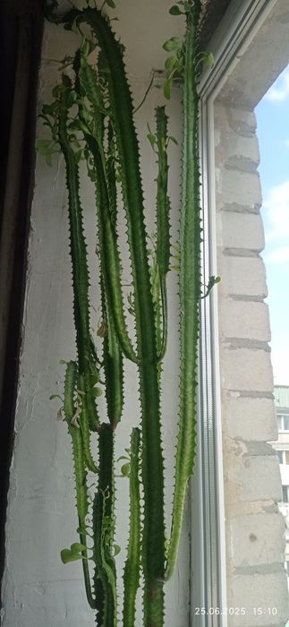 Кактус молочай / кактус