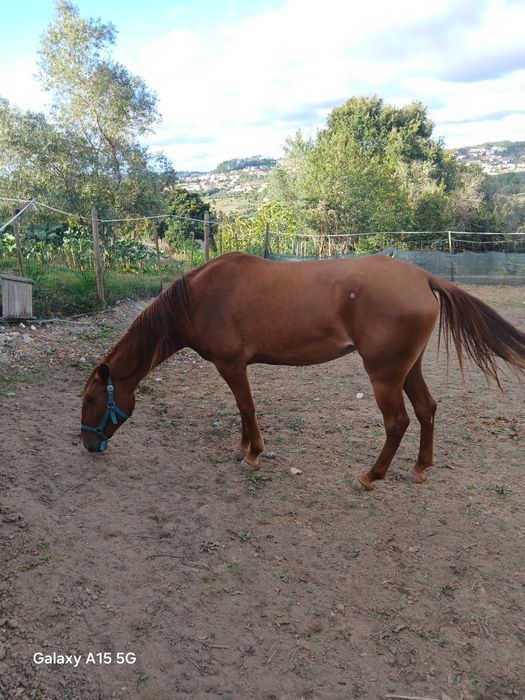 Duas poldras, uma livro verde, outra livro azul