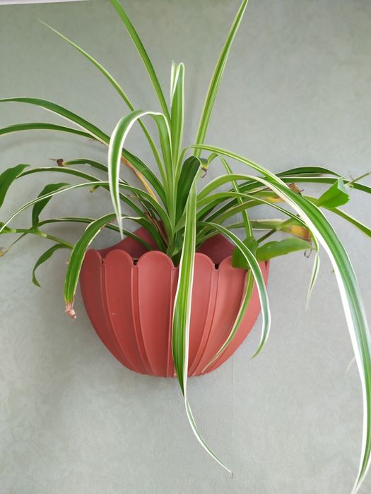 Хлорофитум.   хохлатый, молодое растение