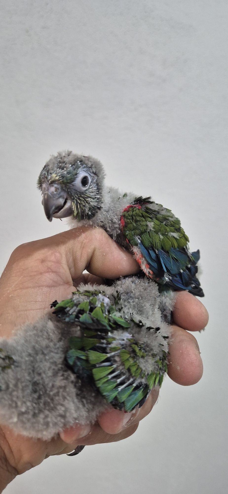 Aratinga e pyrrhuras criadas à mão