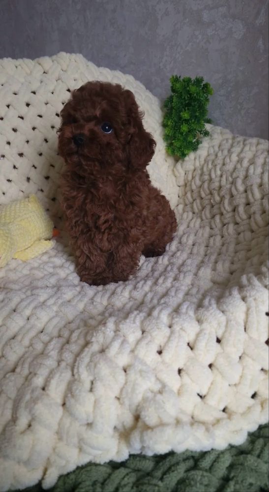 Fabulosa Caniche Toy