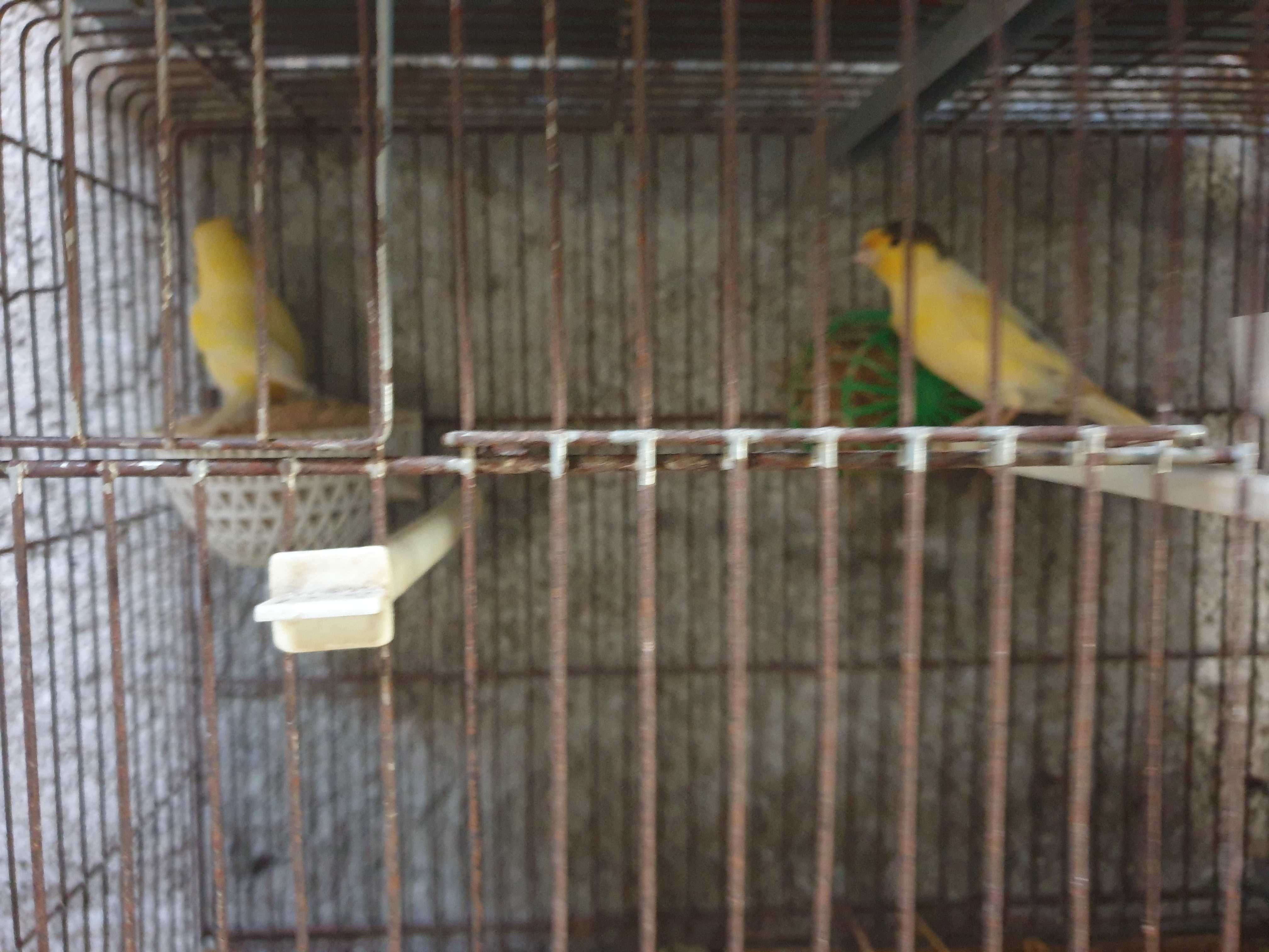 Canários lindos varias cores