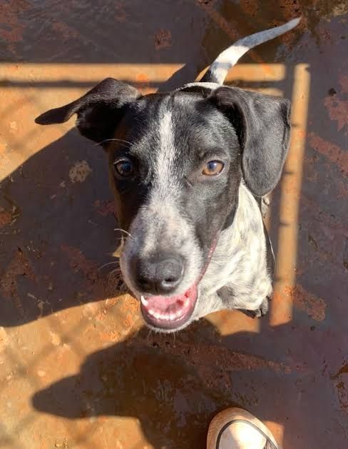 Cachorra perdigueiro portugues doacao