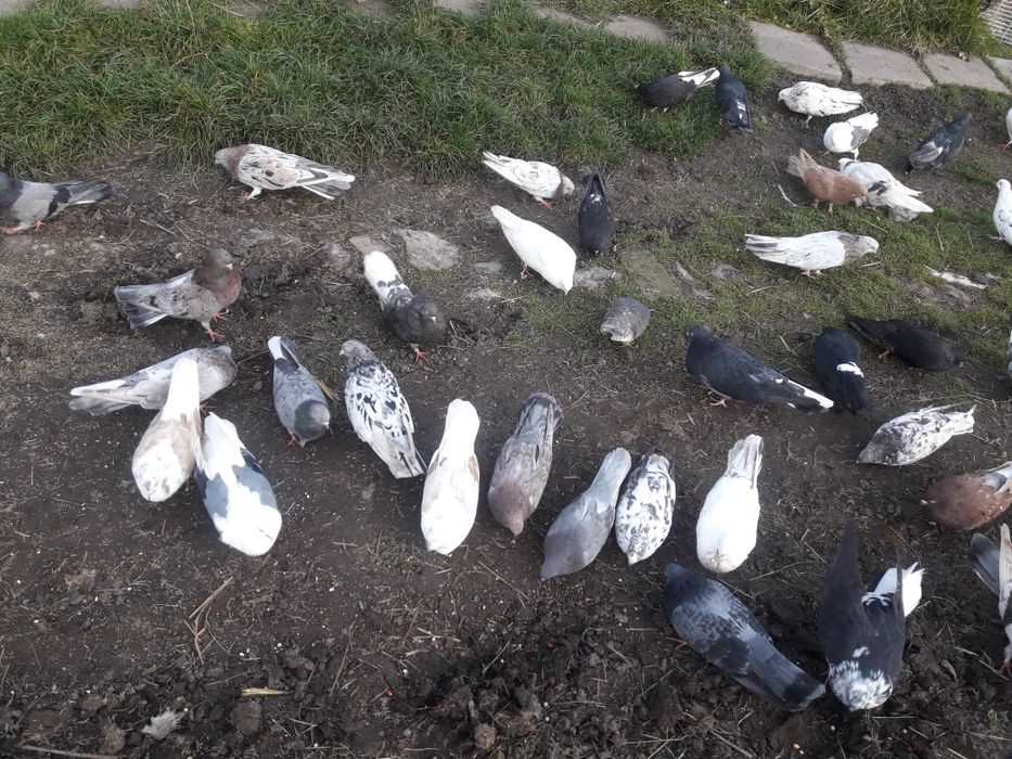 Mikołajewskie gołębie