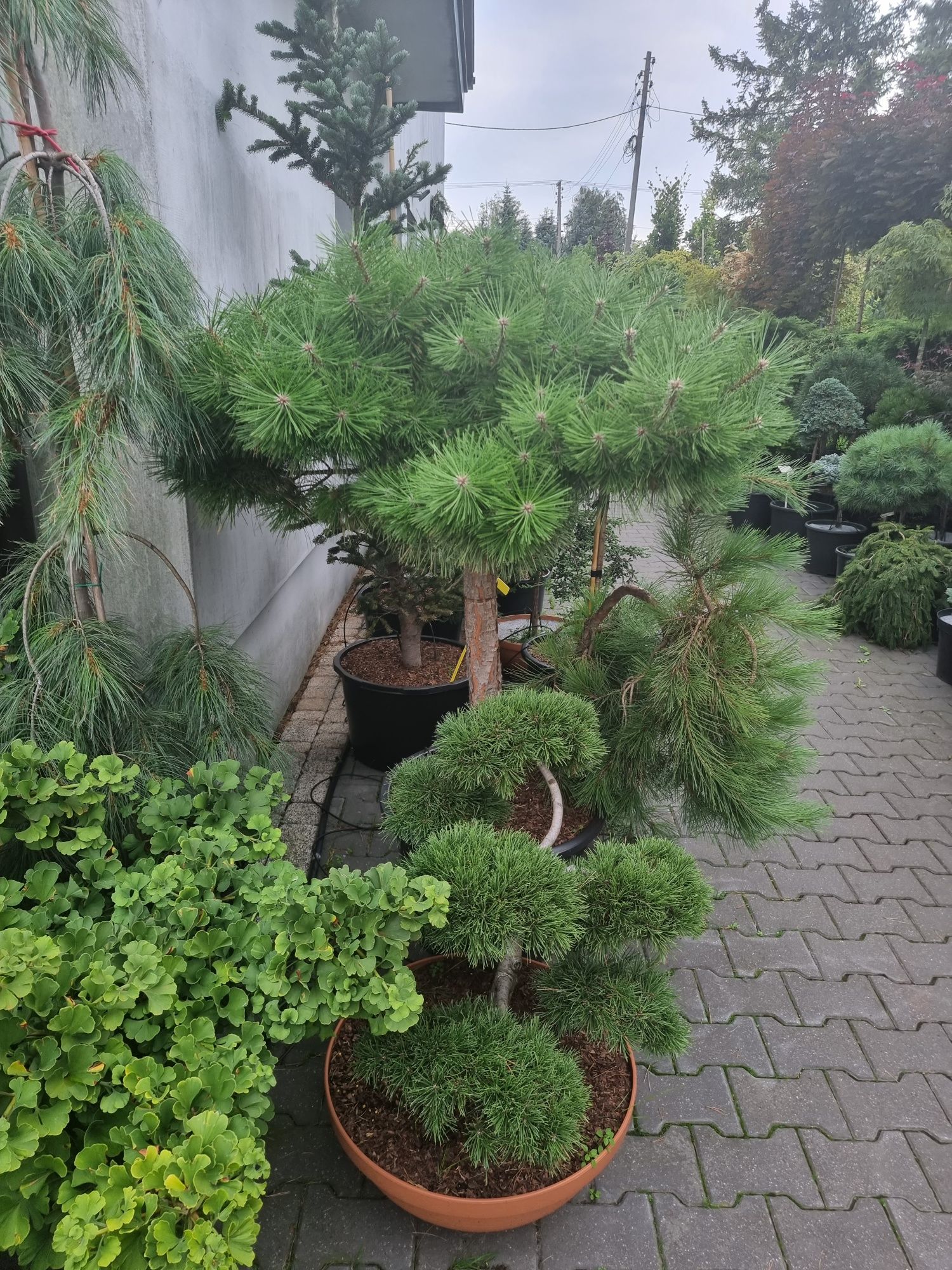 Krzewy ozdobne formowane Niwaki BONSAI Drzewa Rośliny ozdobne