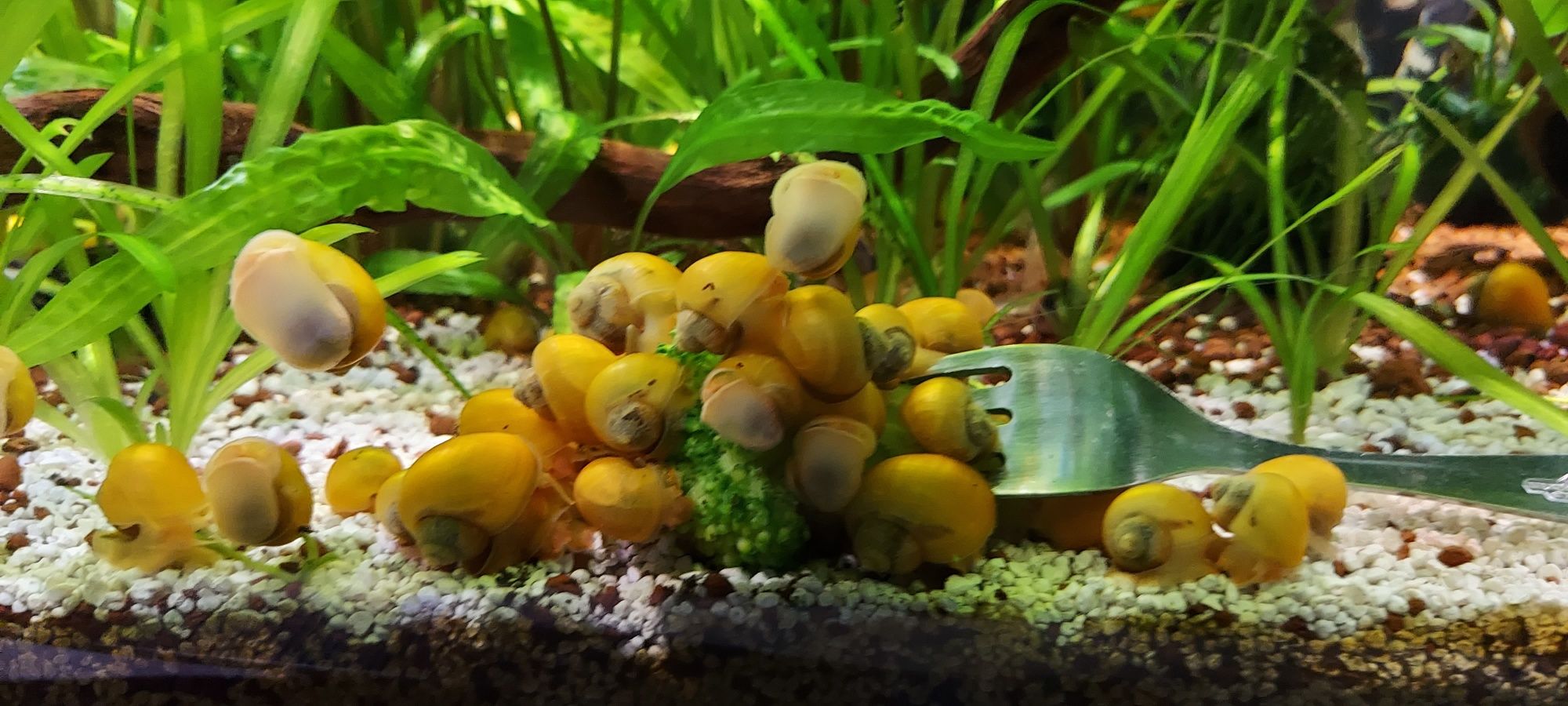 śliczne młodziutkie żółte ślimaczki