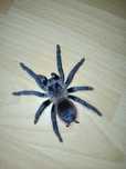 Pterinopelma sazimai