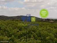 Terreno Agrícola com vinha e olival | Vila de Frades