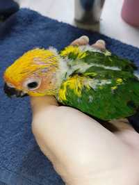 Аратинга солнечная - ручной попугай
