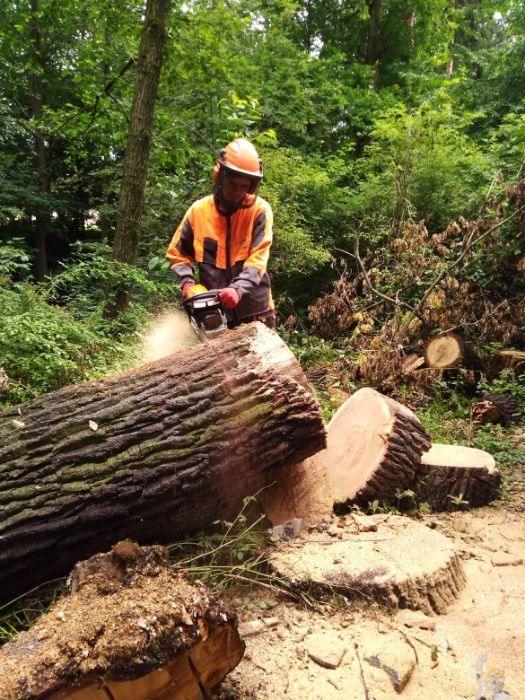 Wycinka Pielęgnacja Zrąbkowanie Koszenie Odśnieżanie Wywóz Rozbiórki