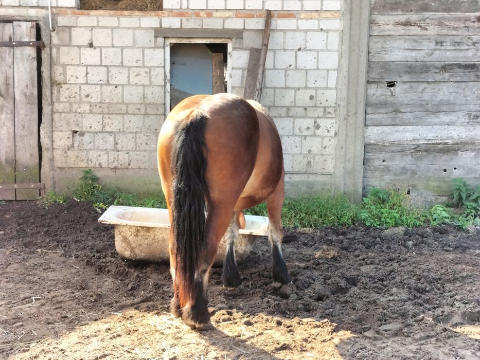 Klacz 2 lata wnuczka ankera