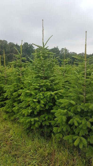 Jodła Kaukaska kopana 150/175 PRODUCENT Świerk Srebrny