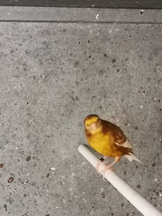 Canários Phaeo amarelo e branco
