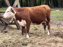 Stado Hereford 6 jałówek cielnych i cieleta