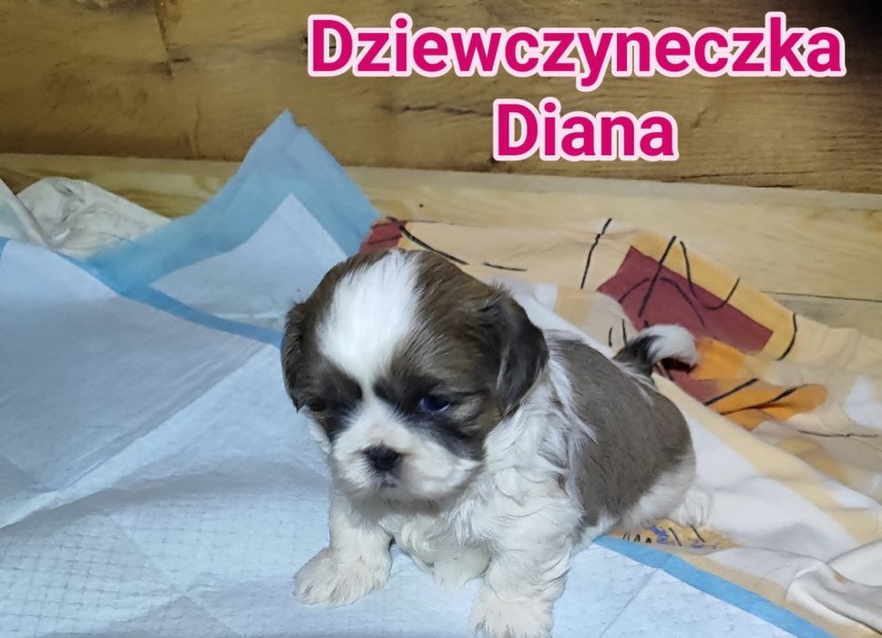 Shih tzu rezerwacji