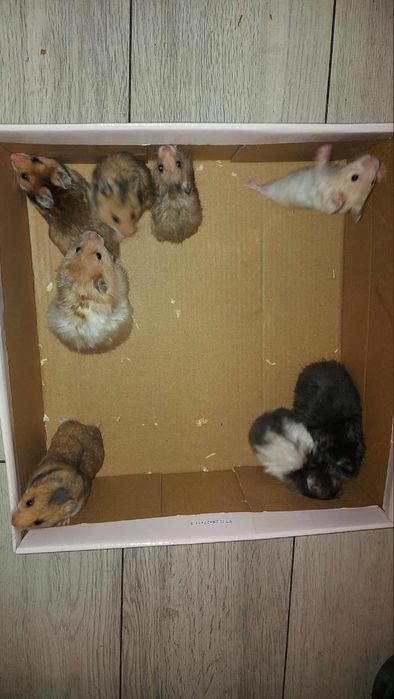 Sprzedam bądź zamienię chomiki