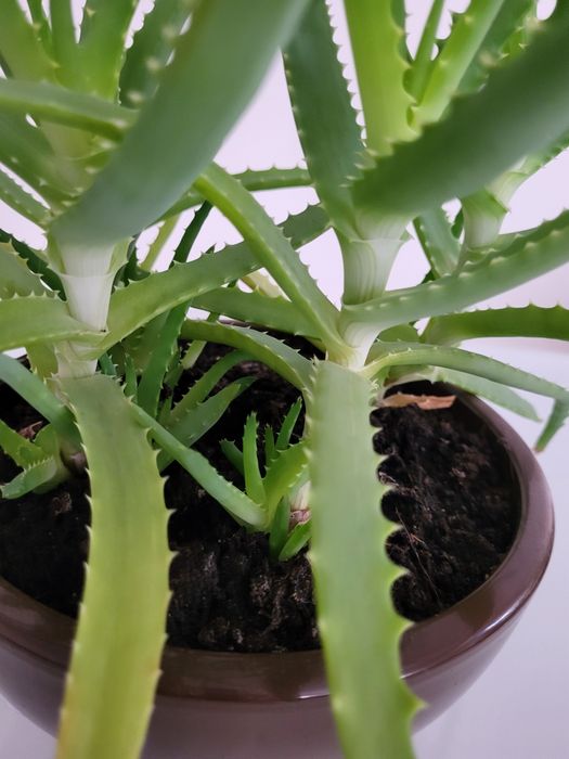 Aloes 4 sadzonki