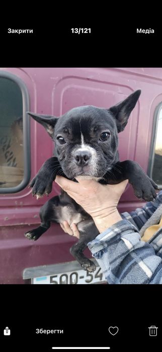 Чудові,красиві, розумні, різного забарвлення француз,з доставкою довас