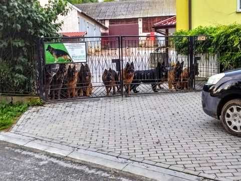 Owczarek niemiecki długowłosy szczeniak