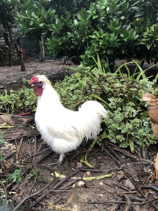 Garnizo cedosas do Japao