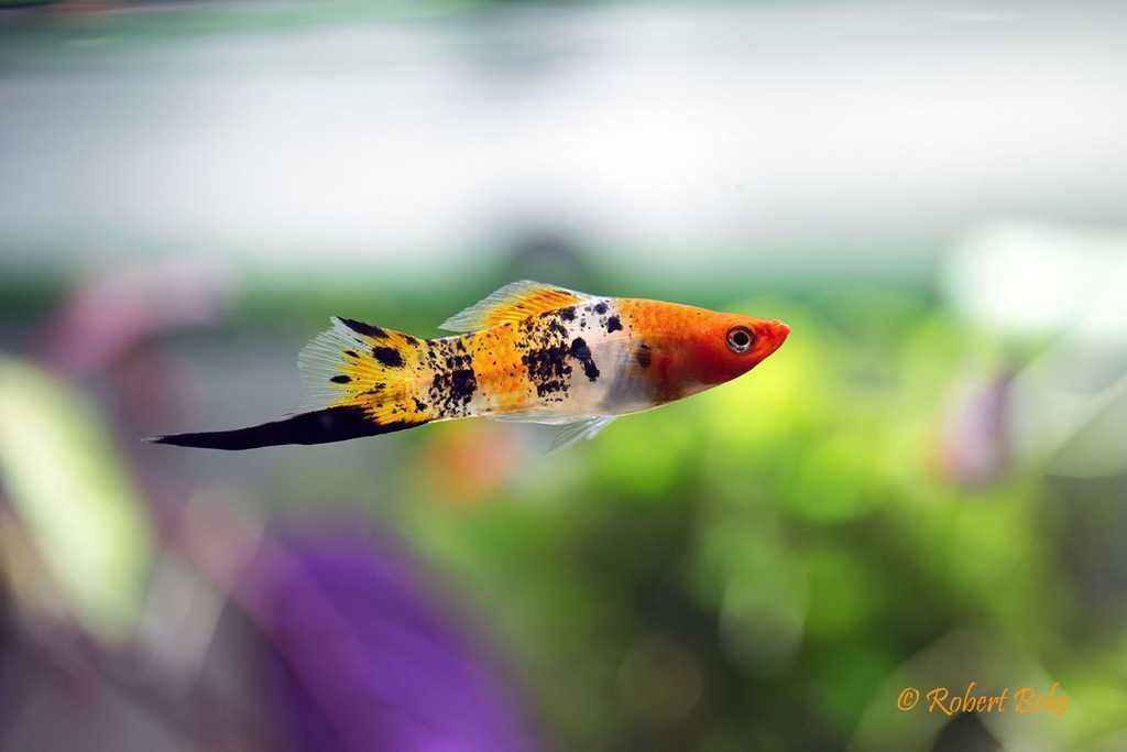 Mieczyki koi , tricolor tylko 9 zł