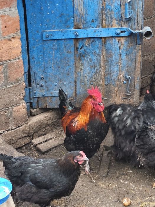 Продам чистопорідного півня Чорно мідного Марана.