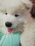 Samoyed FCI/ZKwP badania, śnieżnobiały