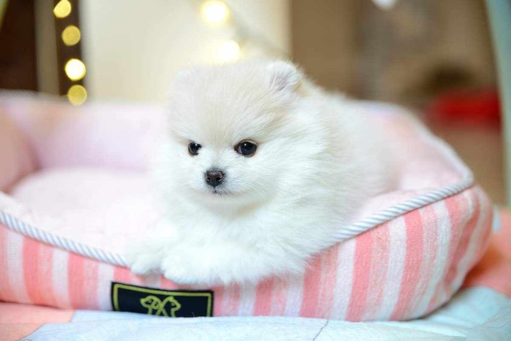 Pomeranian kremowa sunia  o  imieniu Holli