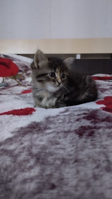 Маленькие детки  ищут маму