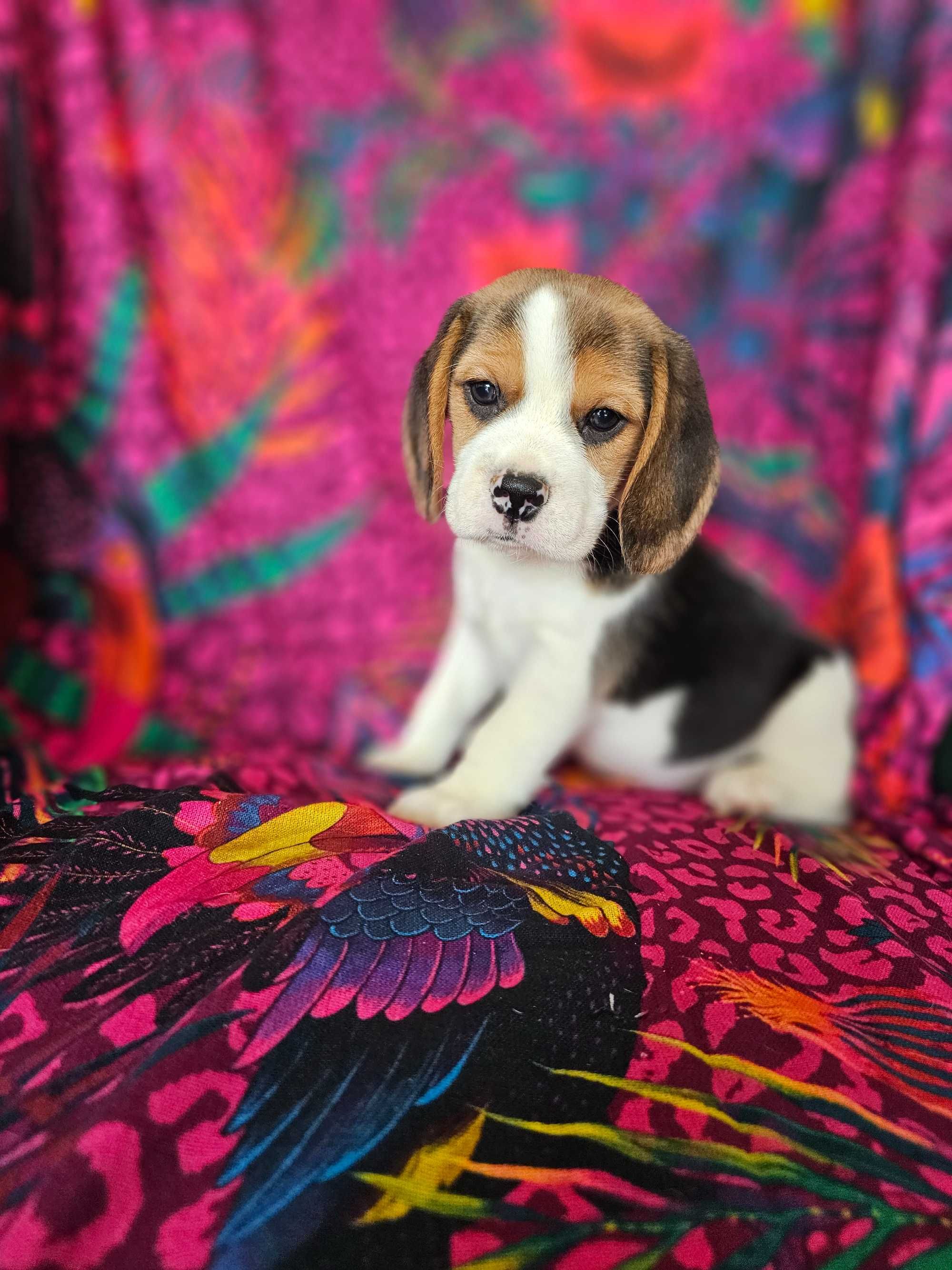BEAGLE-piesek z hodowli z tradycjami,ZKwP,
