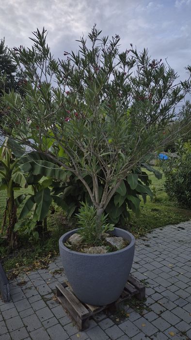 Oleander duże drzewko