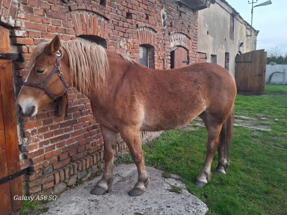 Klacz 5letnia i wóz