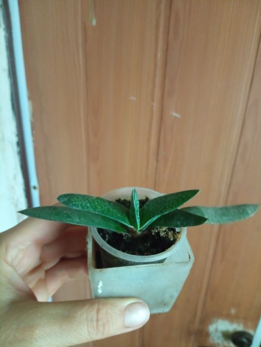 Алое,каланхое,рождественник,хойя,гастерия,валотта