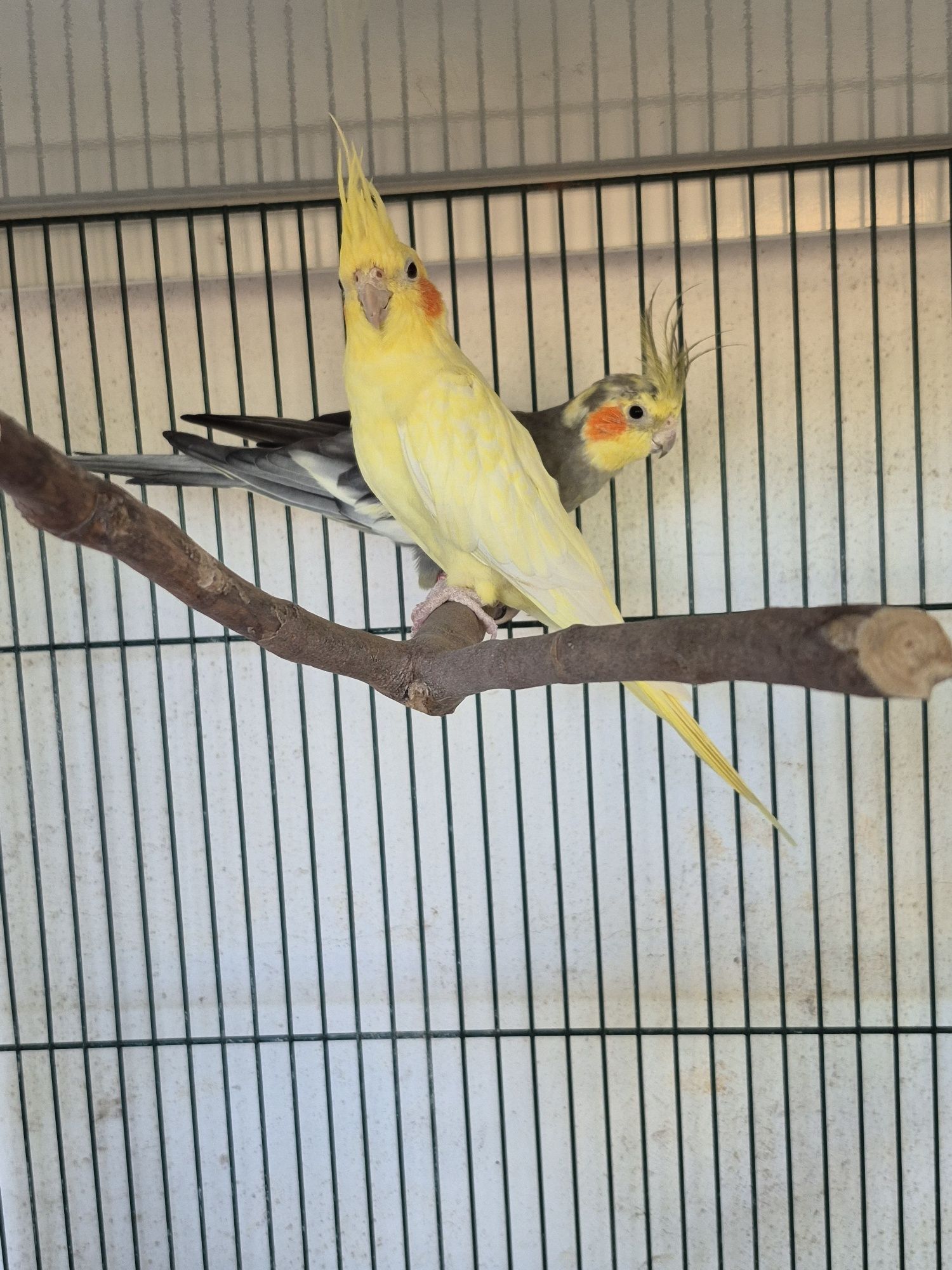 Casal de caturras