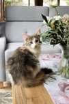 Kotek Maine Coon - rodowód FPL