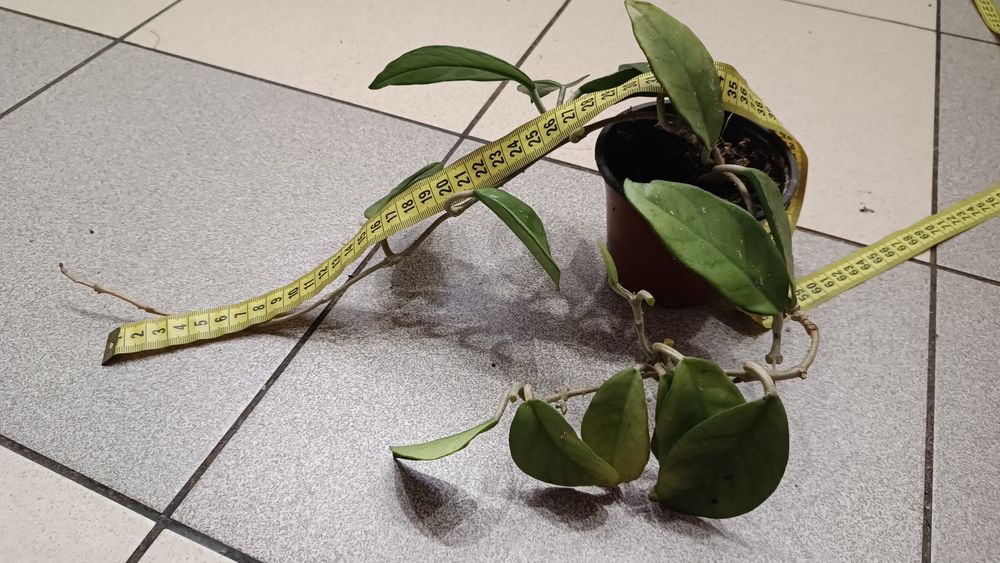 Хойя, хоя, восковой плющ