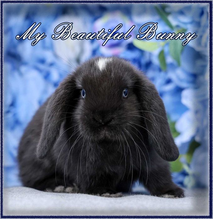 Piękny Królik Mini Lop - Black