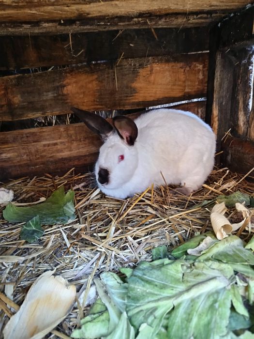 Samica kalifornijska i nowozelandzka