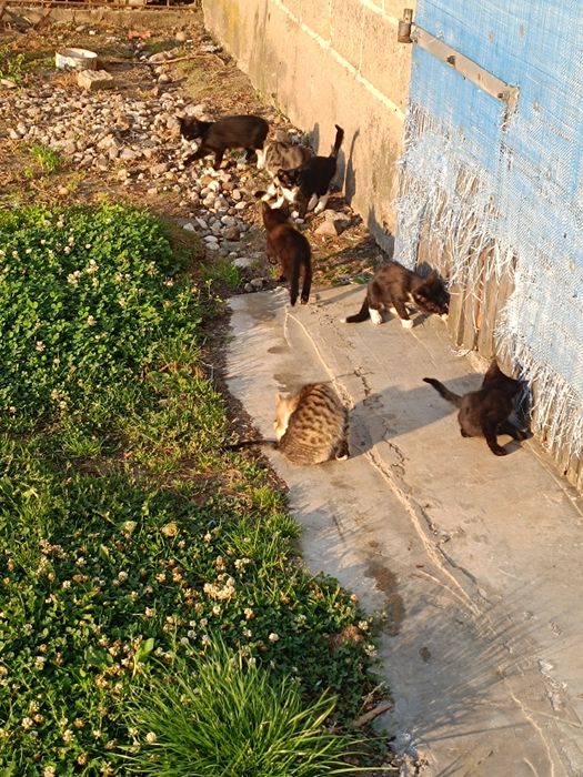 Oddam koty w dobre ręce