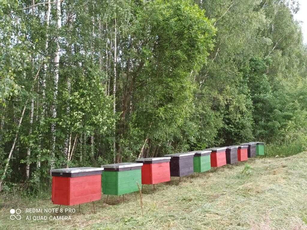 Miód z własnej pasieki
