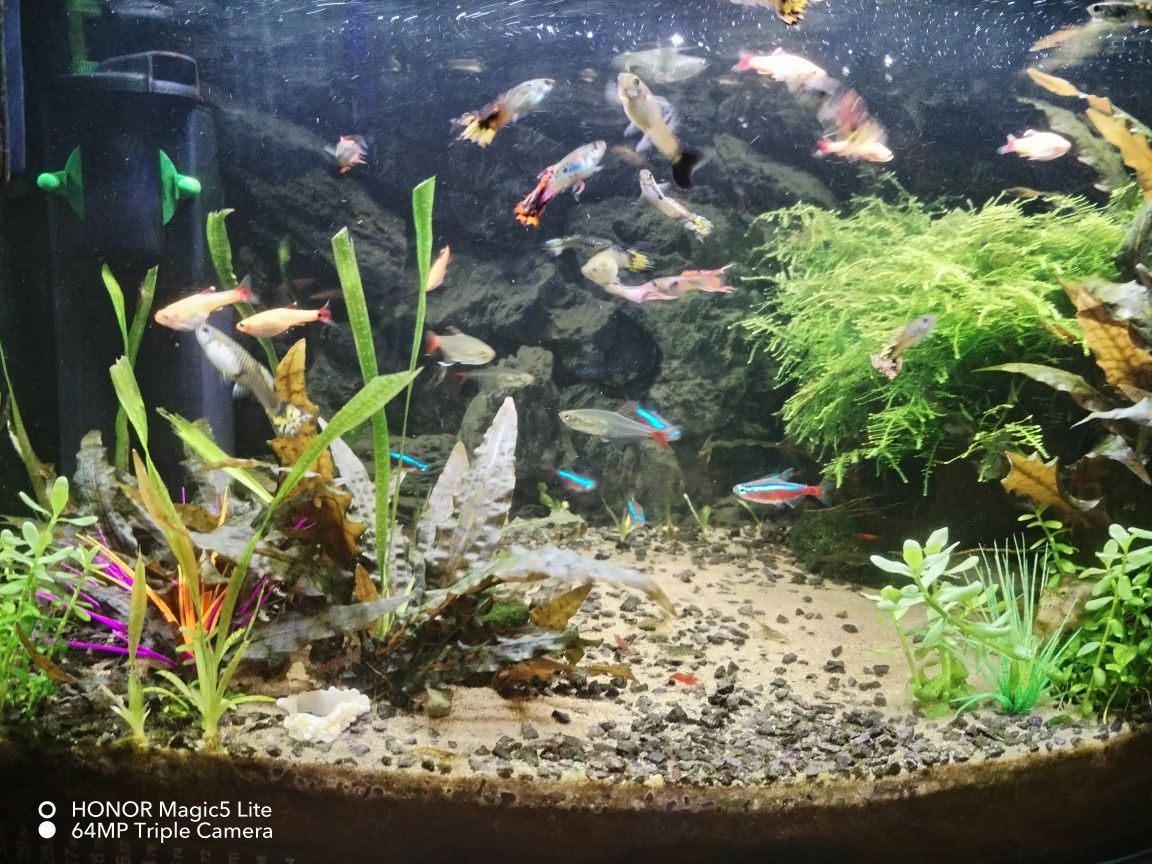 Akwarium panoramiczne Aquael 45L. z całym wyposażenieniem i życiem!