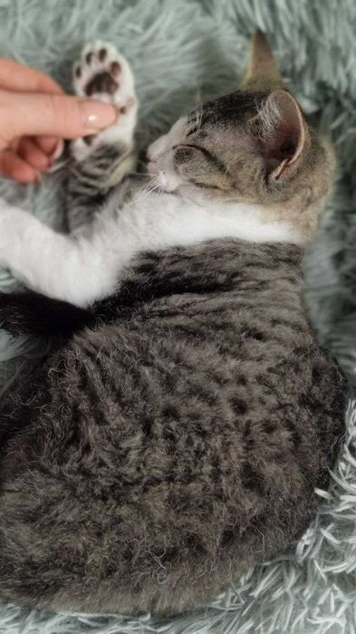 Кошеня Девон-Рекс