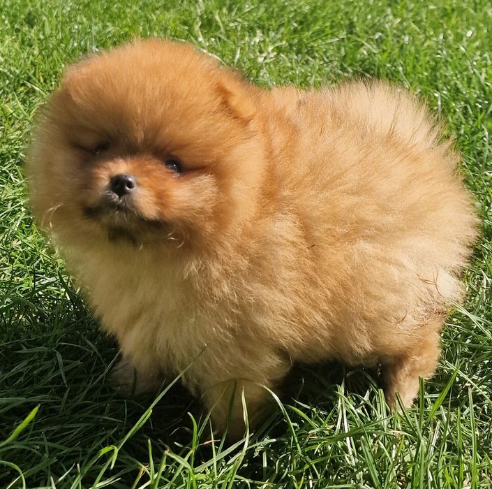 Pomeranian szpic miniaturowy