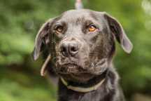 Przeczytaj! Milo - prawie labrador ideał ukryty w czarnym futrze