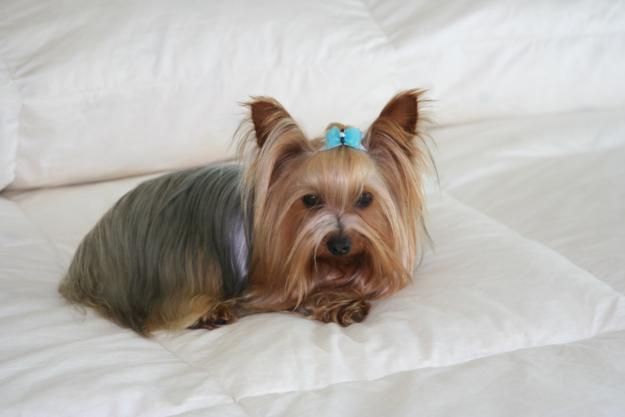 Yorkshire Terrier Super Miniatura