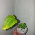 Epipremnum jessenia