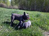 Buldog francuski szczeniak z Rodowodem